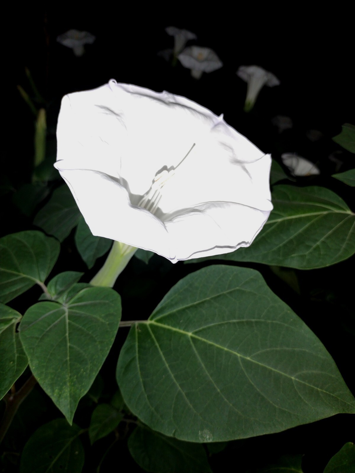 MOONFLOWER ANGEL TRUMPET 100 SEEDS~HUGE BLOOMS~EASY TO GROW 🪴 FREE SHIPPING