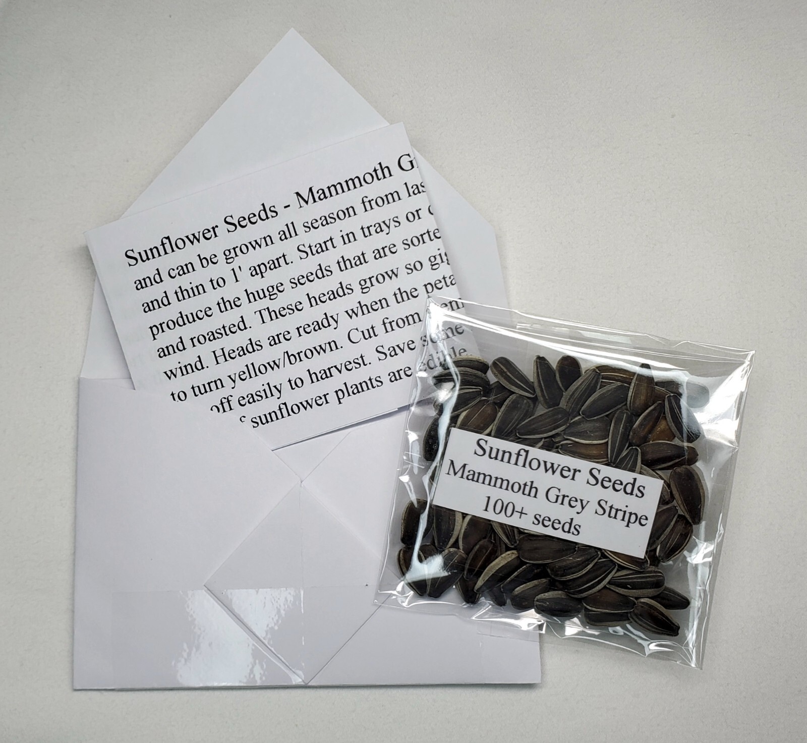 Sunflowers – Mammoth Grey Stripe. 100+ seeds. Prized for nutty healthy snacks!
