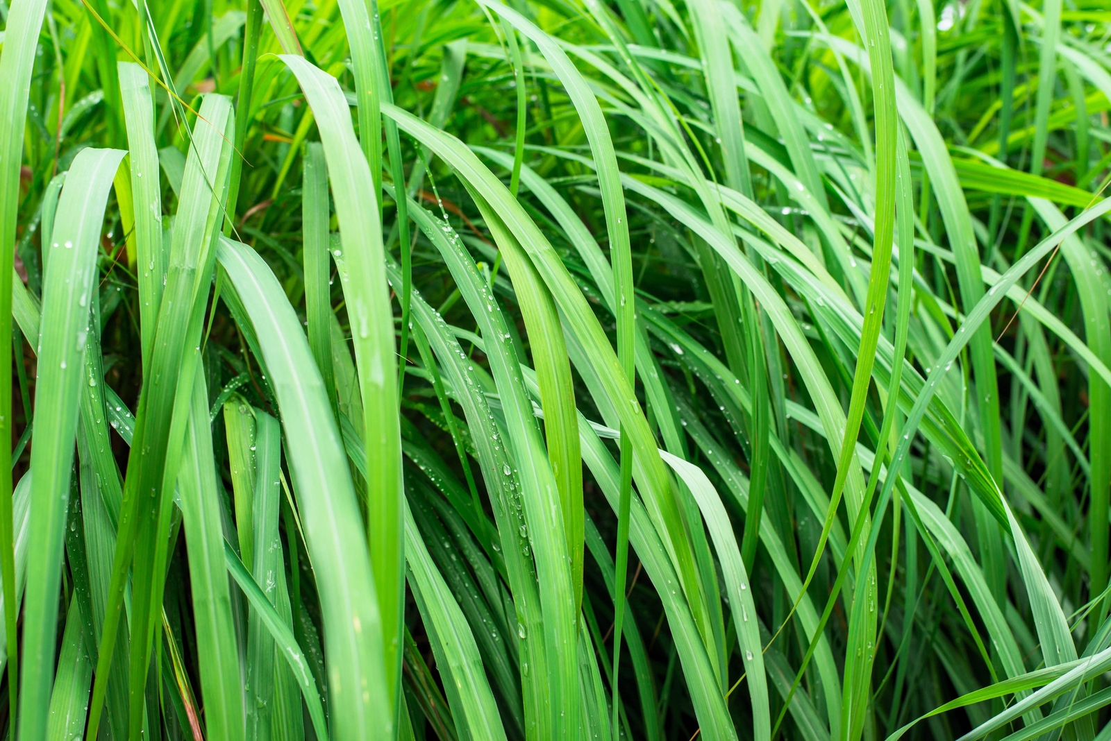 100 LEMONGRASS Lemon Grass Herb Vegetable Ornamental Cymbopogon Flexuosus Seeds
