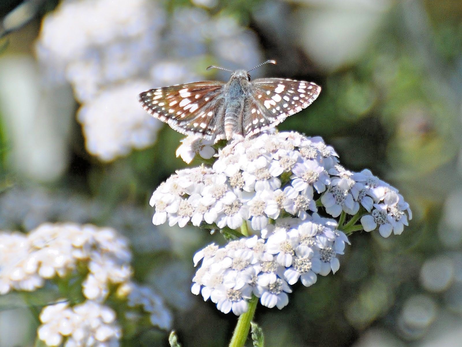1001+WHITE YARROW Flower Seed Milfoil Perennial Native Wildflower Medicinal Herb