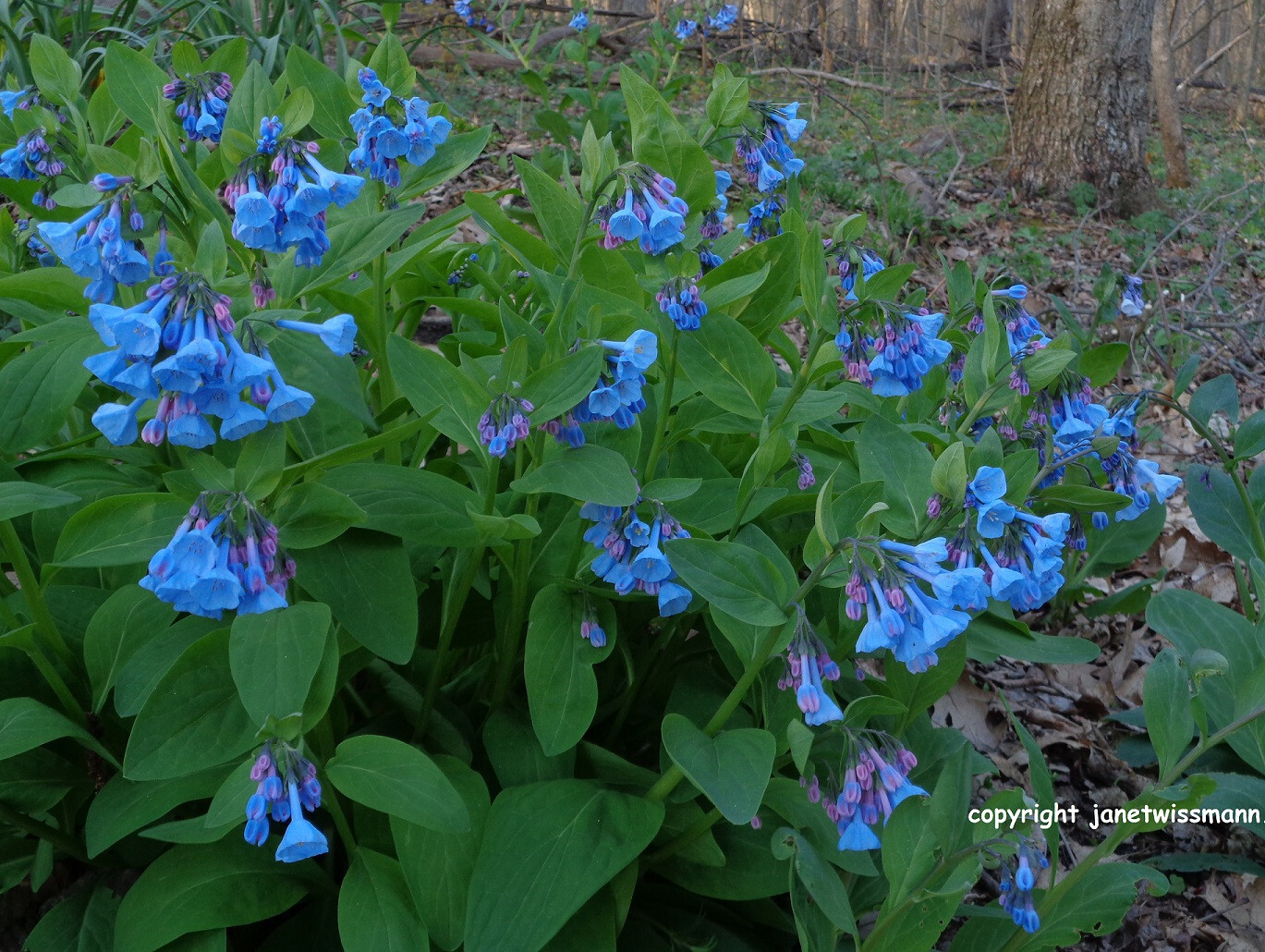 10 bulbs VIRGINIA BLUEBELLS 3YrOld plant root Mertensia virginica wildflowerREAD