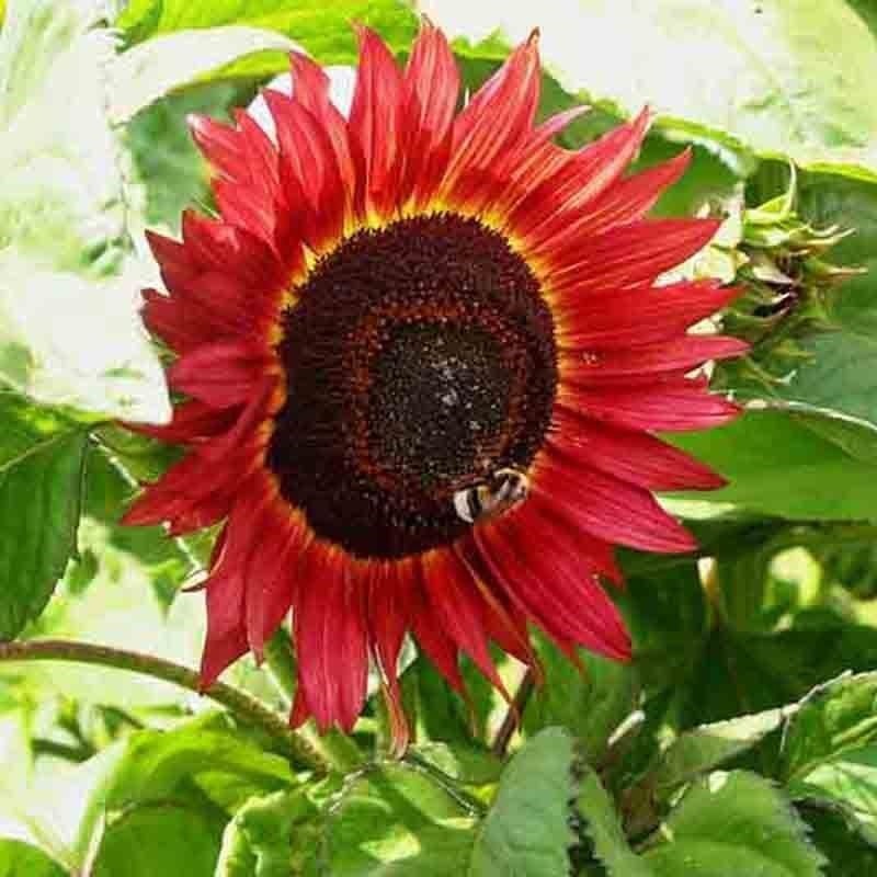 75+ RED SUN RARE SUNFLOWER SEEDS FLOWERS BEAUTIFUL TALL CUT NON-GMO HEIRLOOM USA