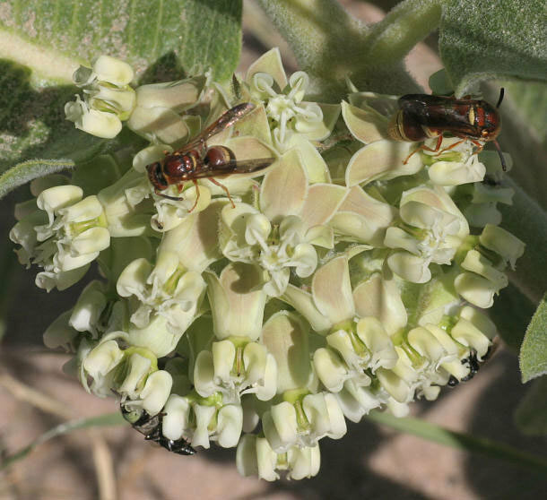 Asclepias arenaria | Sand Milkweed | 20_Seeds