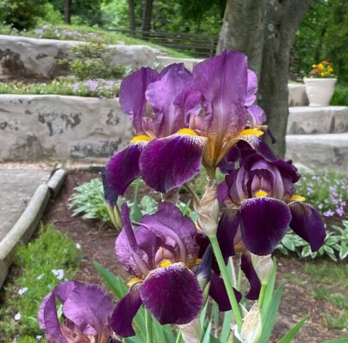 9 Easy to Grow Bearded Iris Multi Color Plant Bulbs 8 Years Old Rhizomes