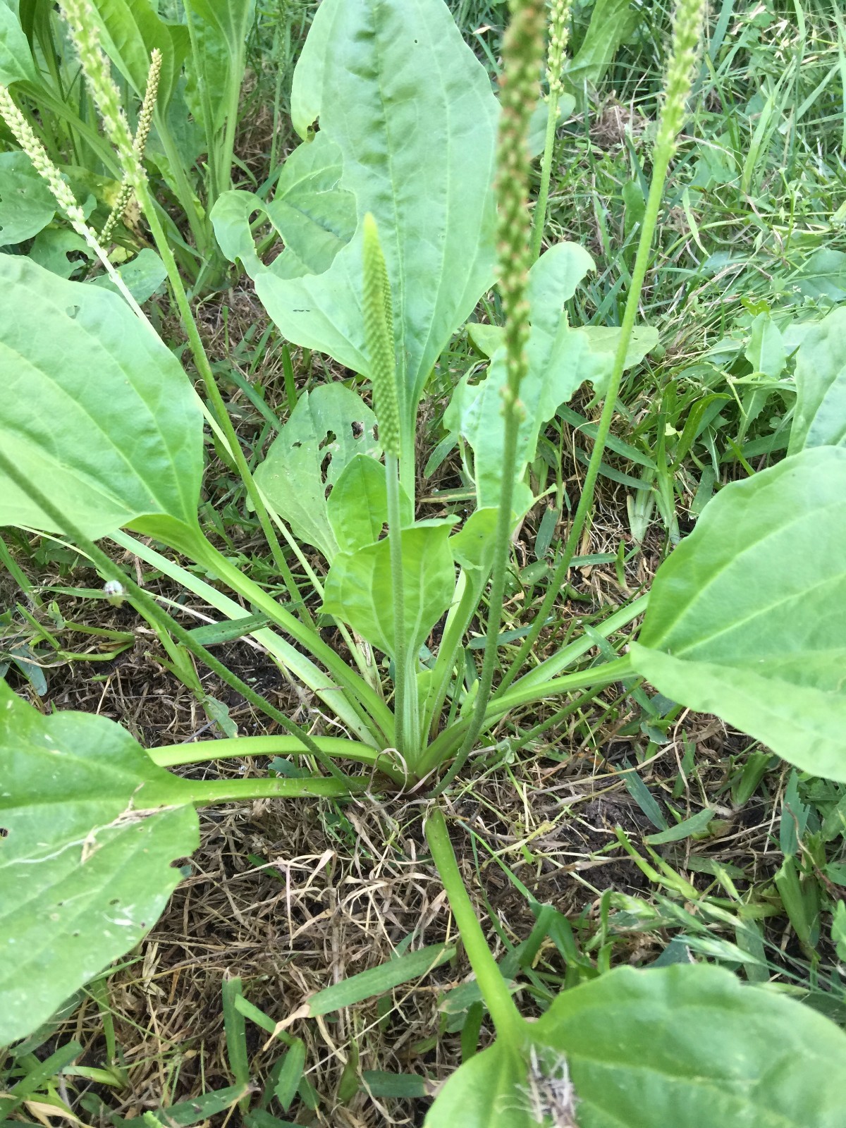2000 Broad Leaf Home Garden Organic Plantain Plantago Major Rosularis Herb Seeds