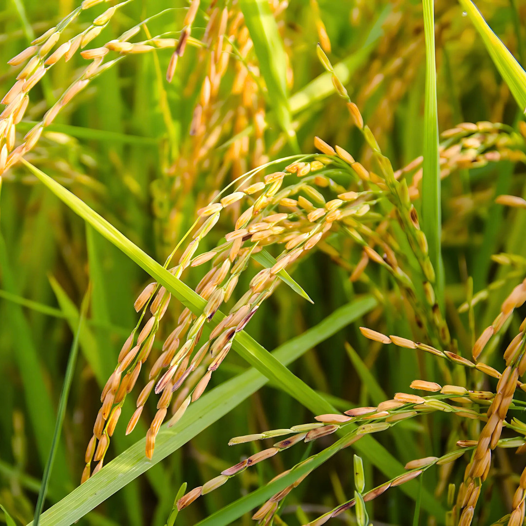 Fresh Thai Brown Jasmine Rice Plant Seeds | Organic | Heirloom Non-GMO | Grains