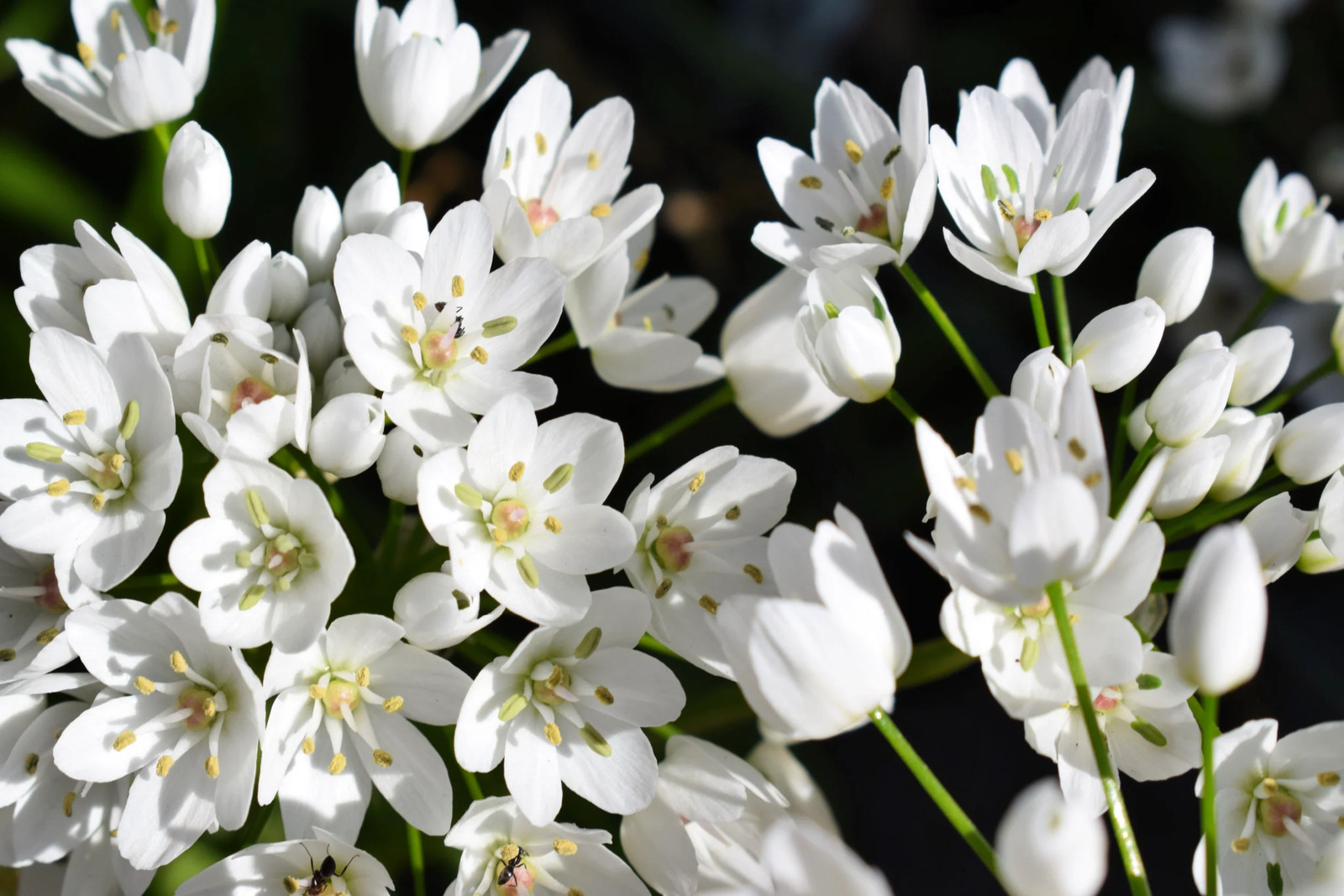 10 WHITE ALLIUM Neapolitanum Flowering or Naples Onion, Neopolitan or Daffodil G