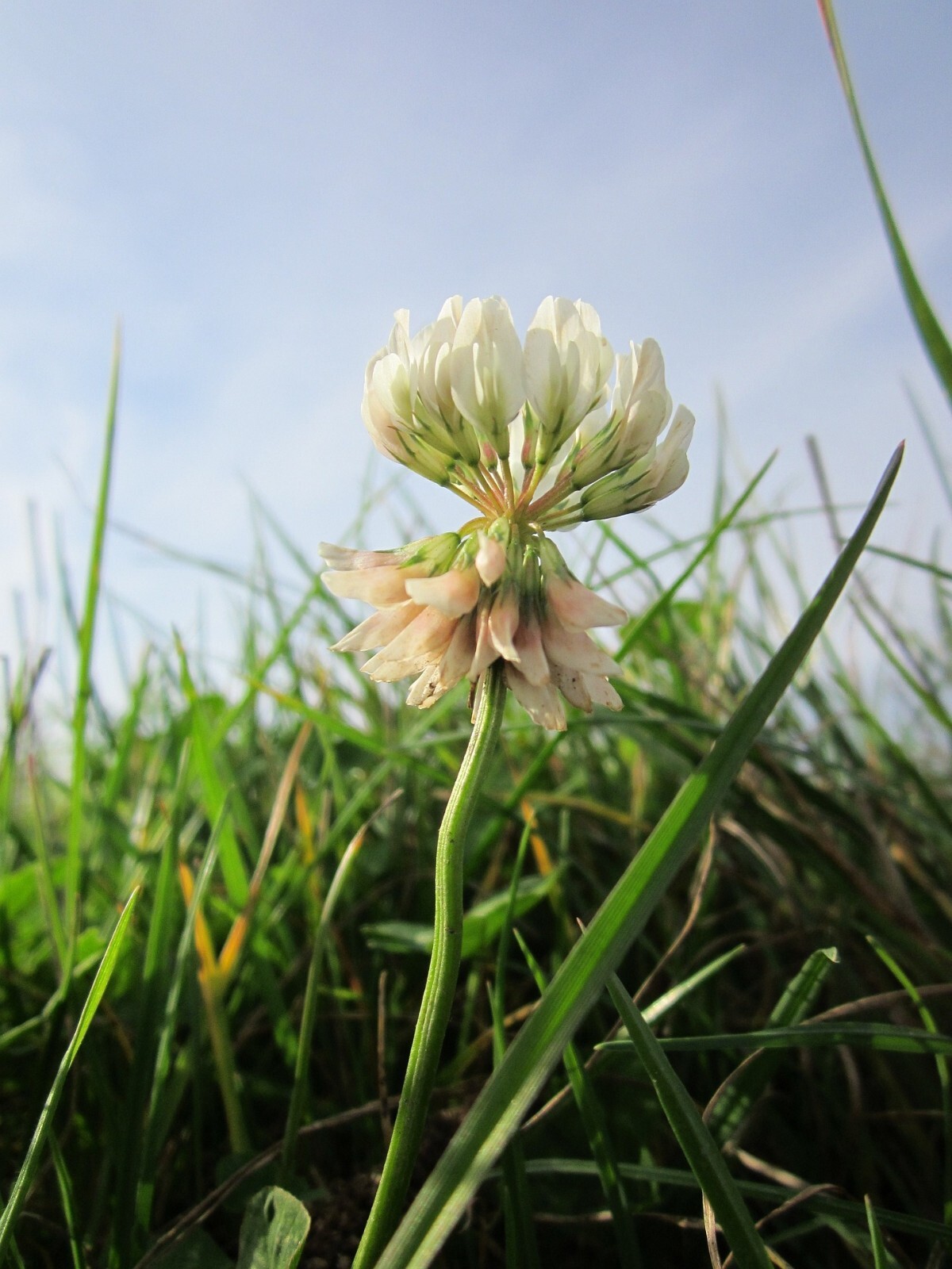 Dutch White Clover Cover Crop Seeds – NON-GMO – Heirloom Lawn Alternative