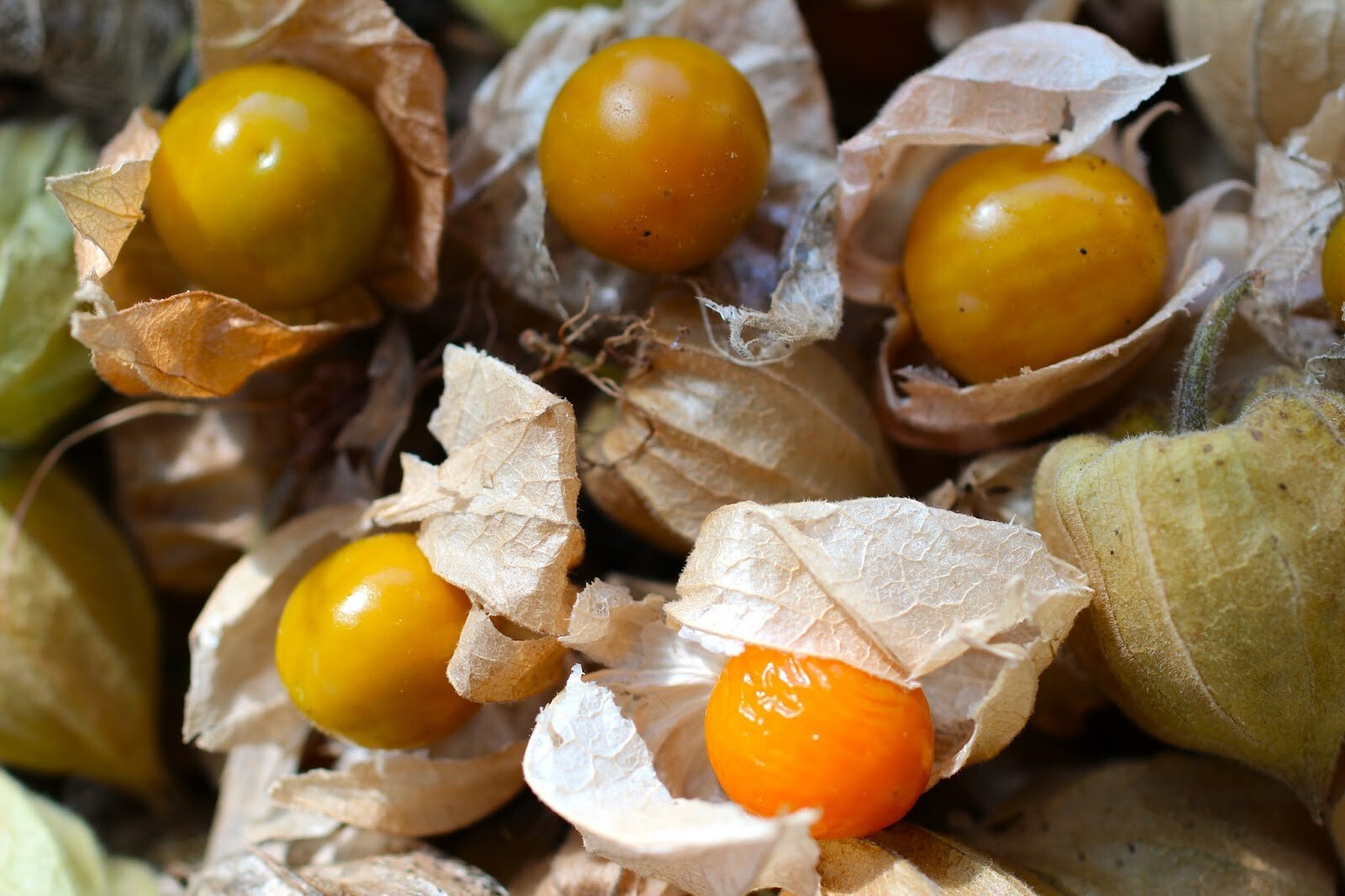 200+ CAPE GOOSEBERRY SEEDS– RARE —— GROUND CHERRY