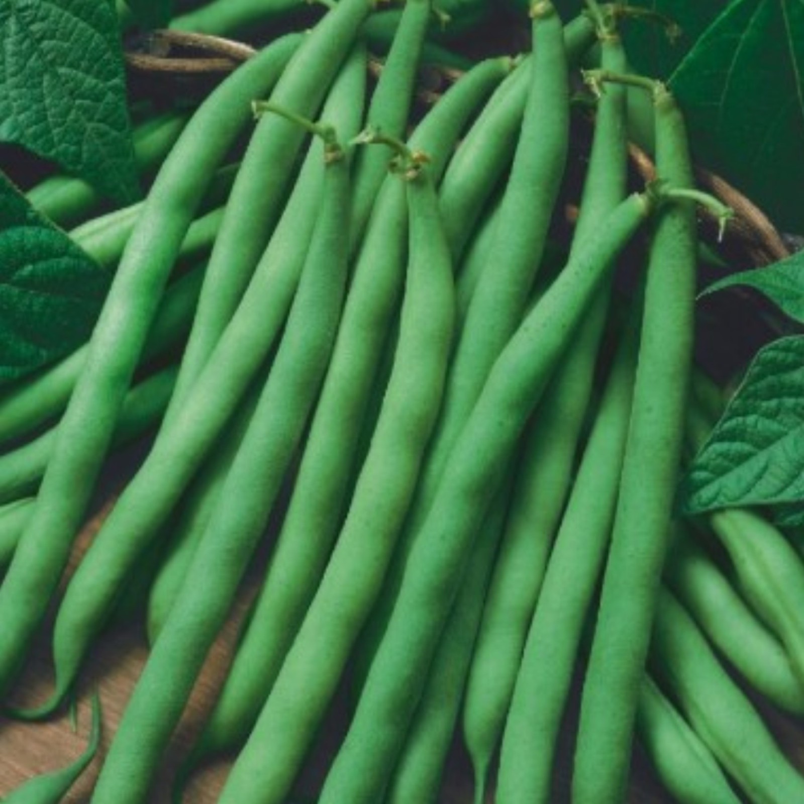 Blue Lake 274 Green Pod Bush Bean (Treated Seed) Free Shipping