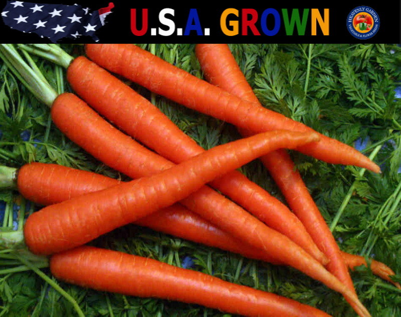 1oz Scarlet Nantes Carrot Seeds Carrots Heirloom (19,000 Seeds)