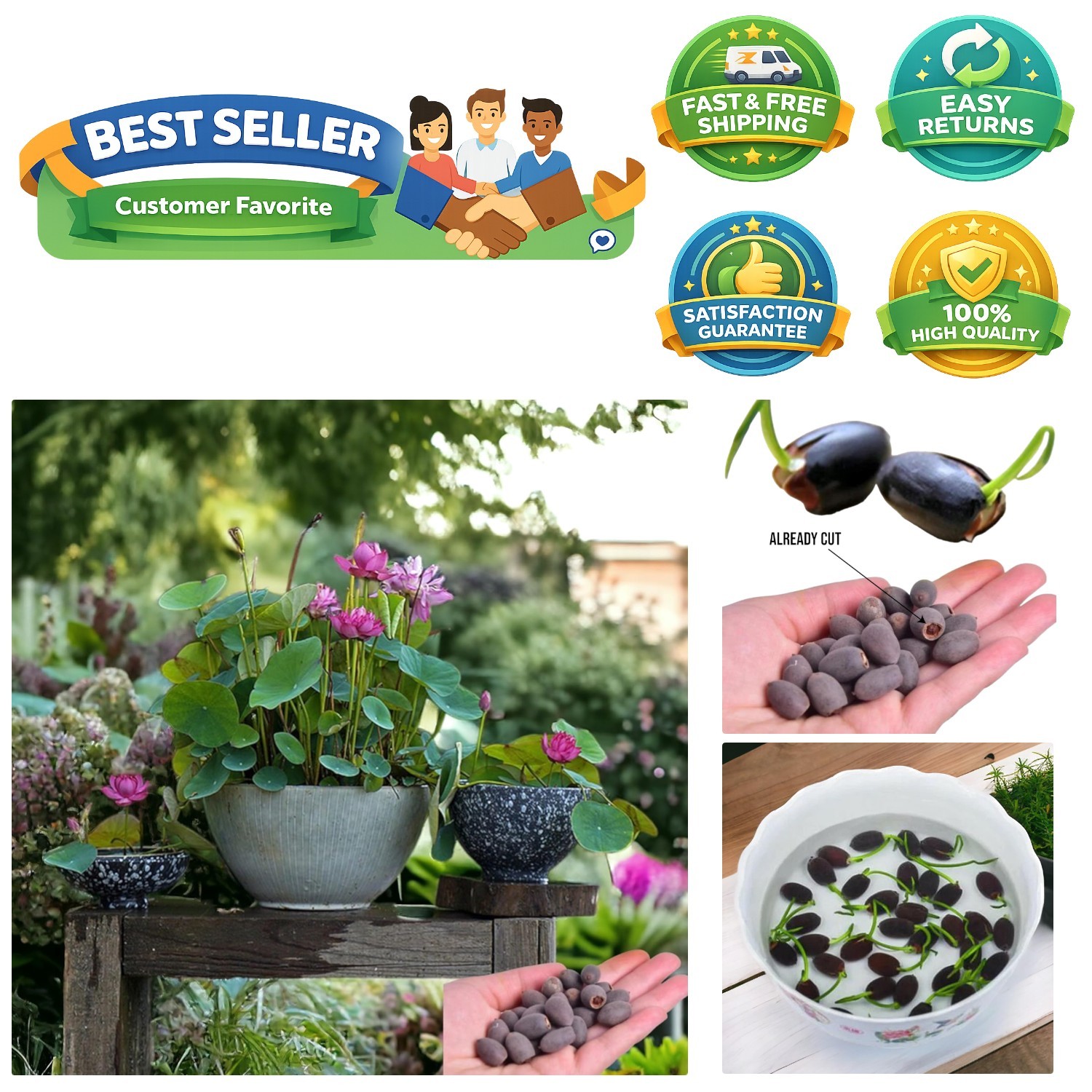 15 Colorful Lotus Seeds for Germination – Pink, Red & Green for Aquatic Beauty