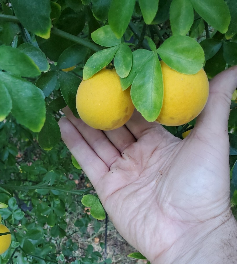 CLEARANCE SALE!! Poncirus Trifoliata Hardy Orange SEEDS 100+ Grow For Grafting🍊