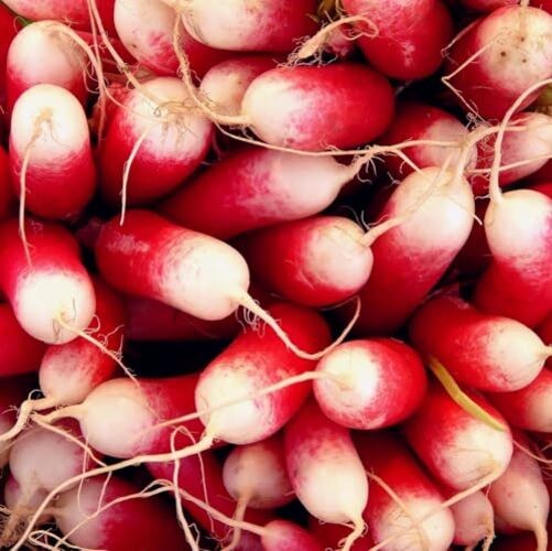 CarpetC 840pcs Mixed Radish Seeds for Planting, Raphanus sativus Variety Pack,