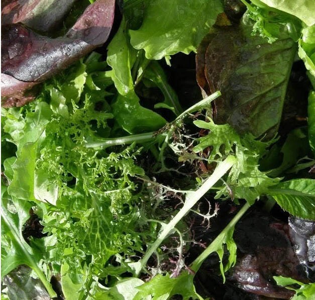 LETTUCE GOURMET SALAD BLEND Red & Green Cool Season Garden USA Non-GMO 250 Seeds