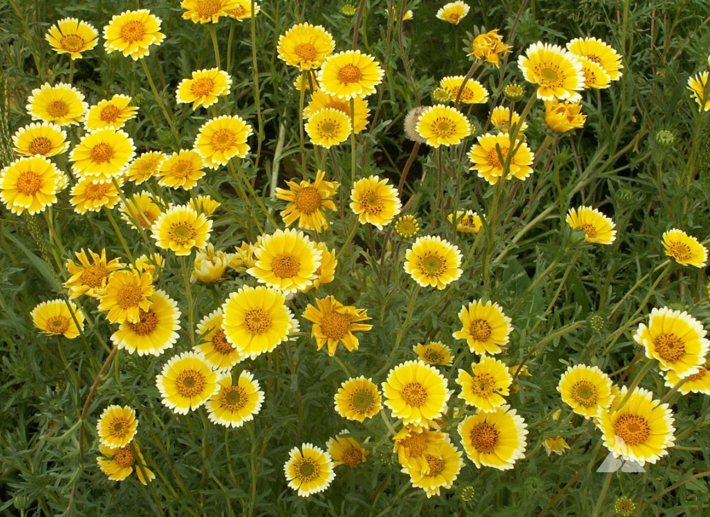 Landscaper’s DRY AREA BLEND Wildflower Mix w/Perennials Non-GMO 5000 Seeds!