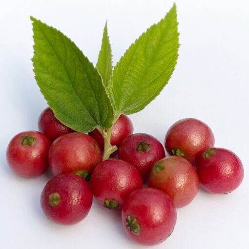 Jamaican Cherry aka Strawberry Tree Muntingia calabura ~ Rooted Starter Plant