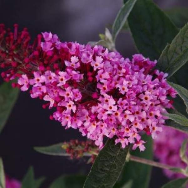 Butterfly Bush / Buzz Live Plant, Long-blooming & Easy to Grow 3-4″ Pot