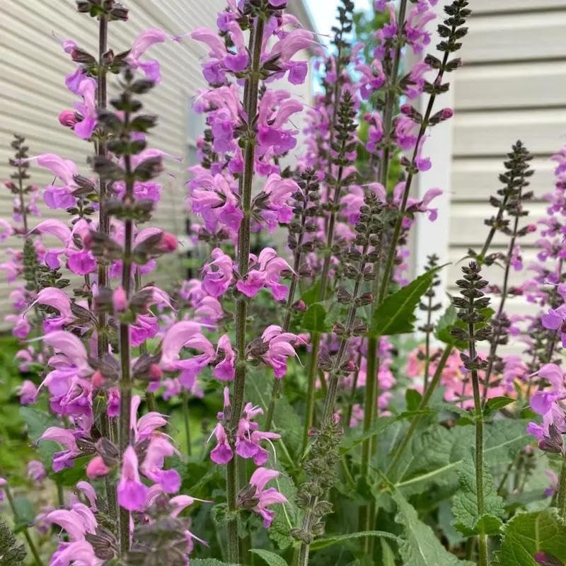 210Pcs Salvia Sage Seeds – Non-Gmo Heirloom Seeds, Drought-Tolerant Cold-Hardy P