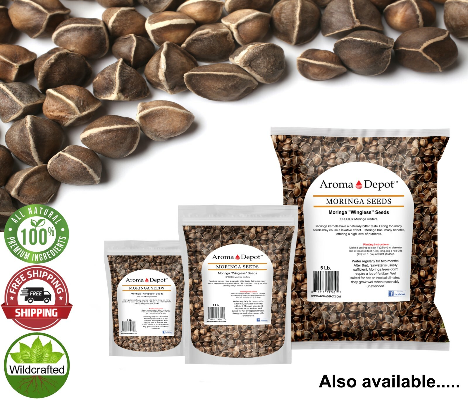 10 oz. Moringa Seeds 5000 Fresh Semilla de Moringa oleifera 5 Pouches Malunggay