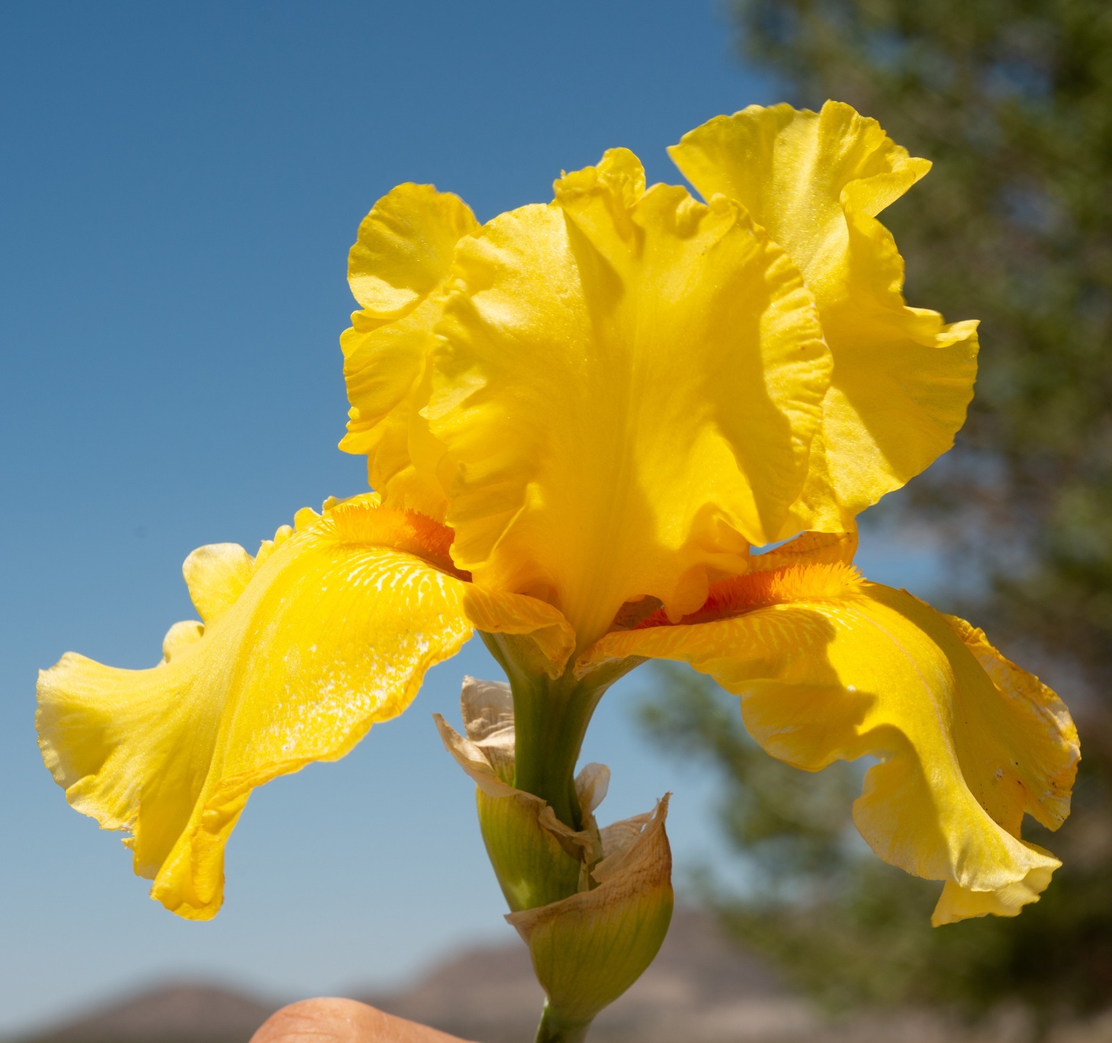 **Best & Brightest** Tall Bearded Iris. Pre-Order, Combined Shipping: Jul – Sep