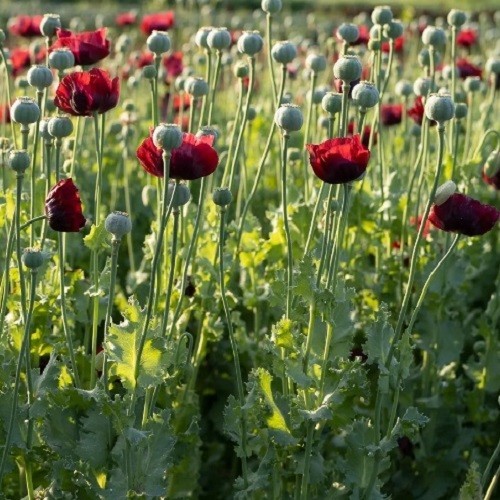 Premium Stratified Heirloom Papaver Giganteum Seeds Gorgeous Giant Red Flowers