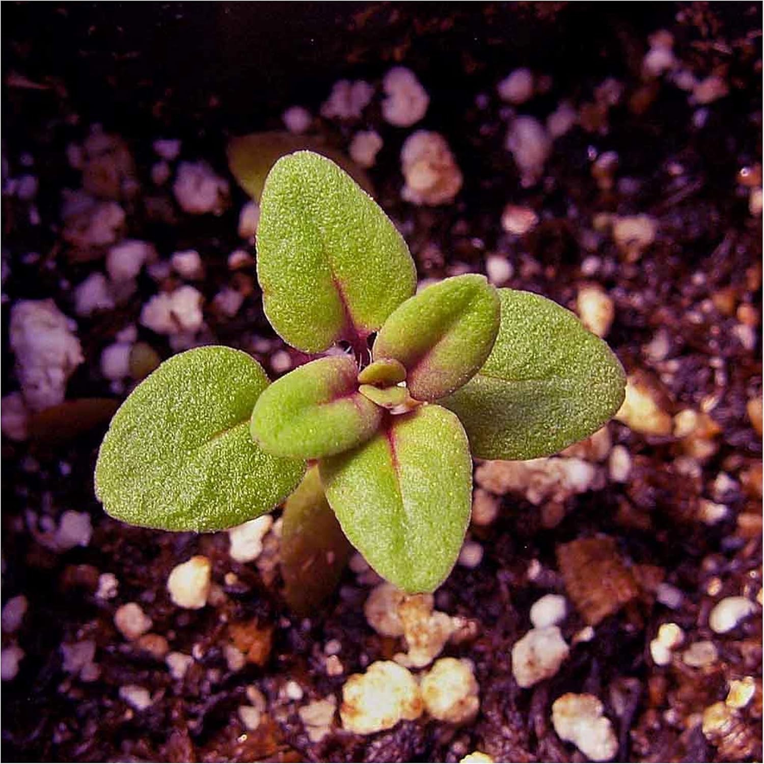 Heirloom Wild Creeping Thyme Seeds – Attractive Purple Flower Groundcover