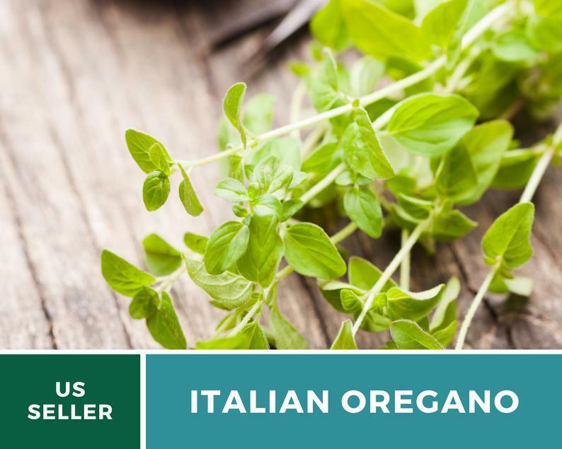 Oregano, Italian – 200 Seeds – Medicinal & Culinary Herb – Heirloom