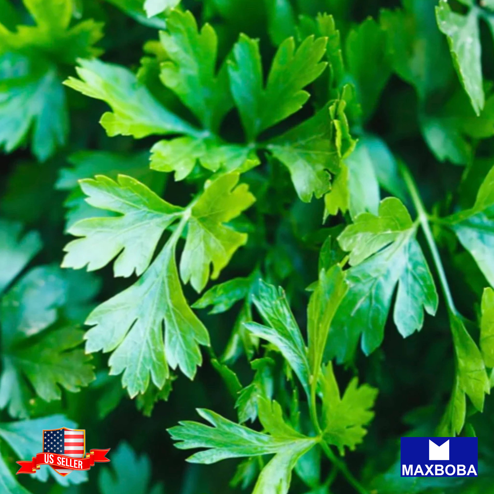 Parsley Seeds Giant Italian Organic Non-GMO Heirloom Garden Vegetable / Fresh