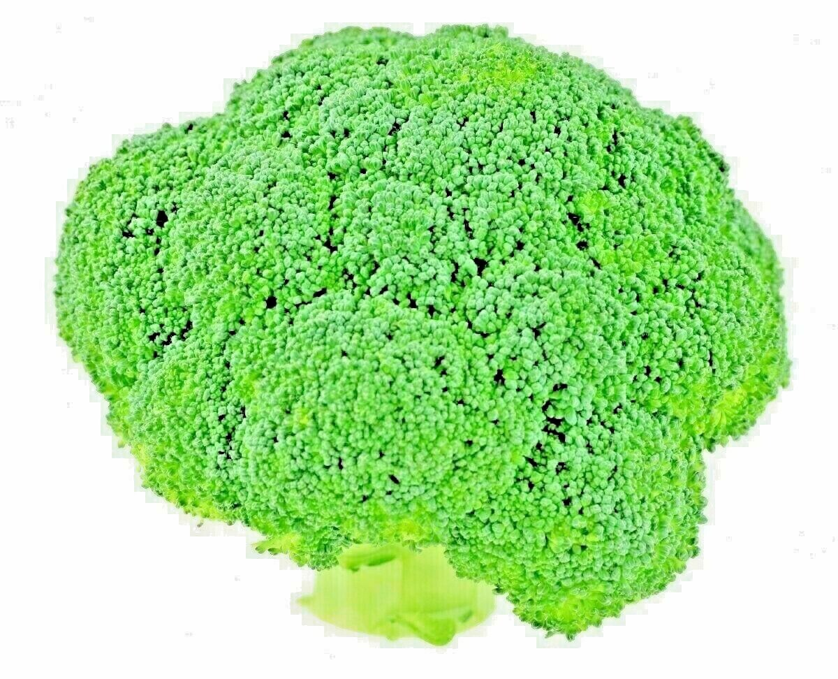 1200+ BROCCOLI WALTHAM SEEDS HEIRLOOM VEGETABLE GARDEN NON-GMO MICROGREENS USA