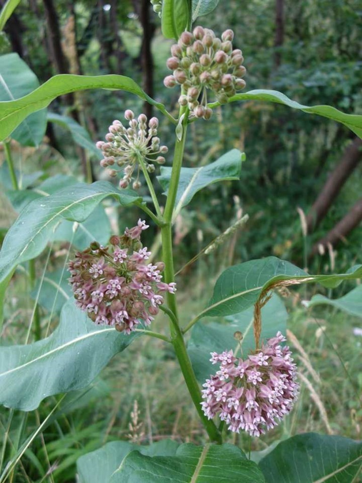 100+ Hardy Common Milkweed (Asclepias syriaca) Seeds Attract Monarch Butterflies