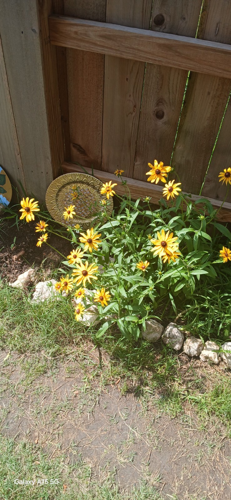 Brown eyed Daisy seeds