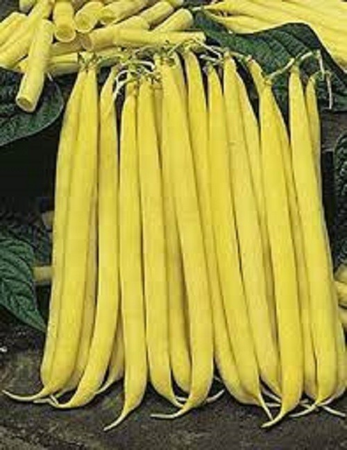 Premium Golden Stringless Yellow Wax Bean – Fresh Non-GMO Seeds. Great Choice!