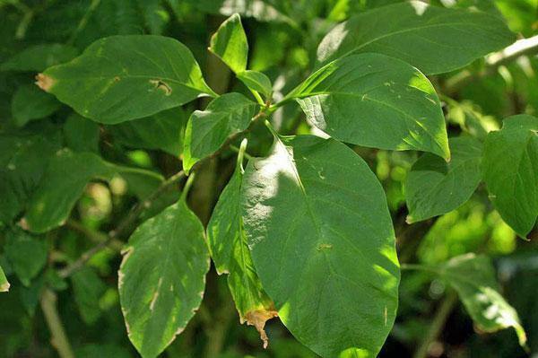 Cestrum auriculatum | Orange Peel or Zest | 5 Seeds