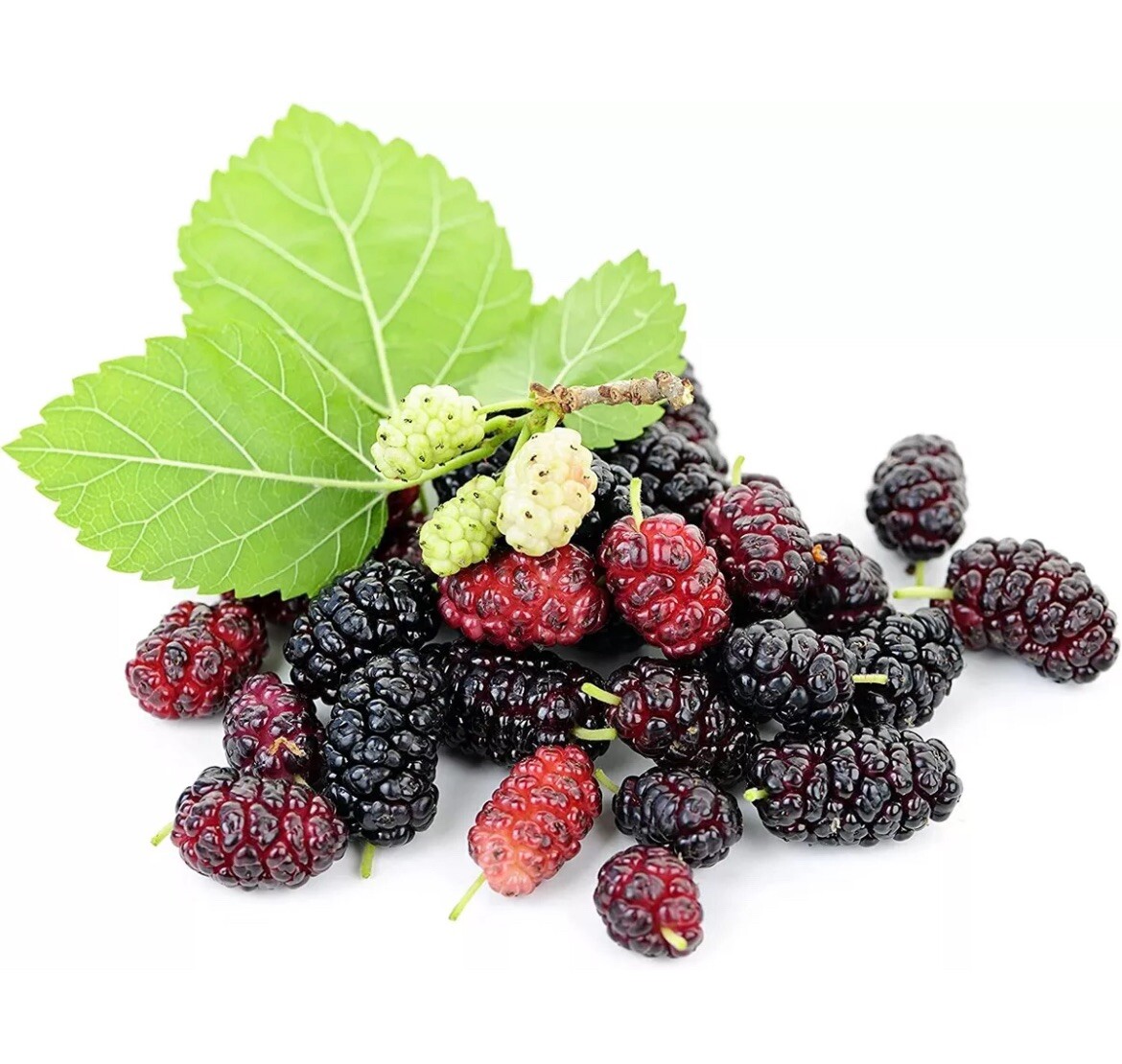 50 Mulberry SEEDS Morus Rubra TX USA Fruit Tree Sweet Edible Fragrant Easy