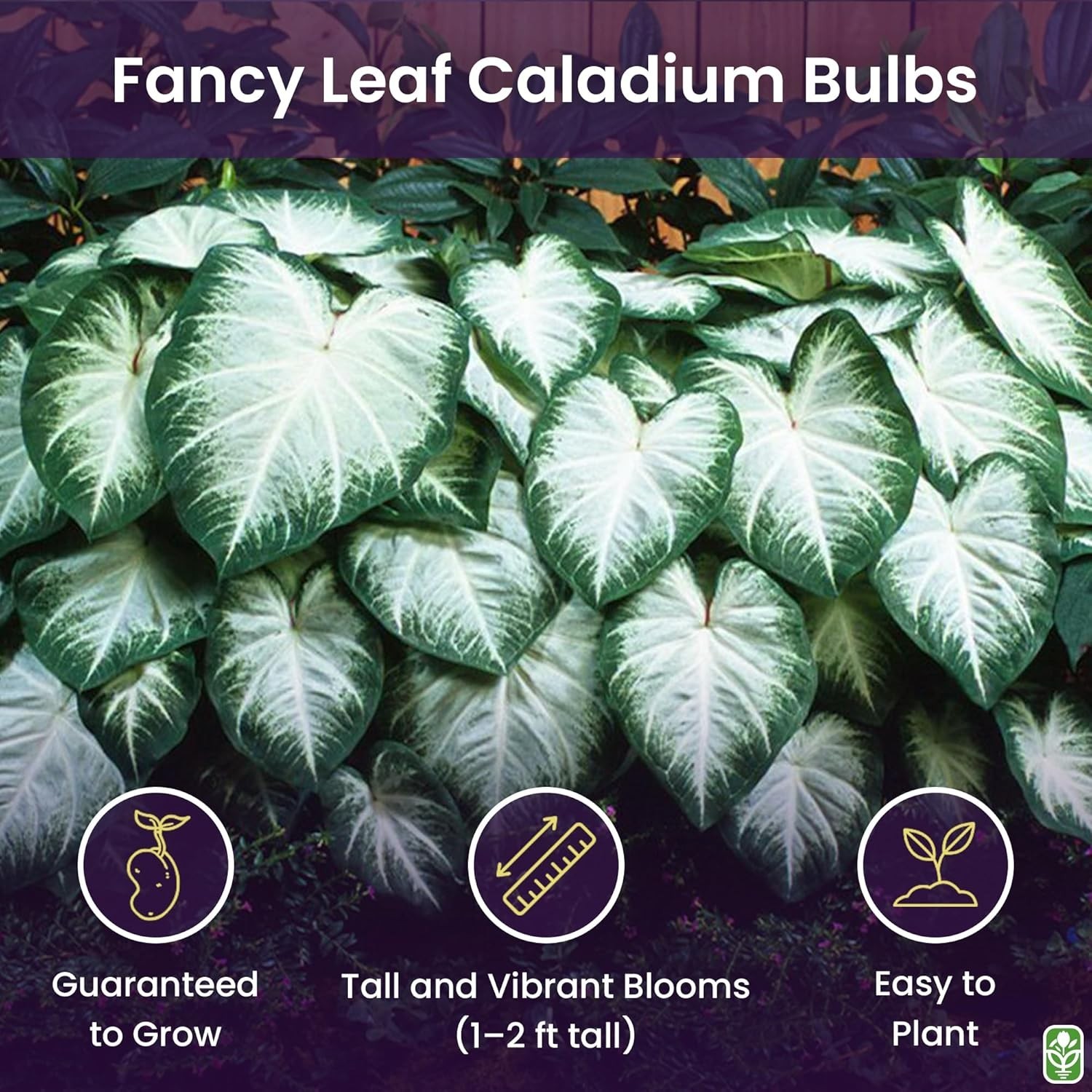 Heirloom Fancy Leaf Caladium Bulbs – Stunning Large Root Plant for Gardens