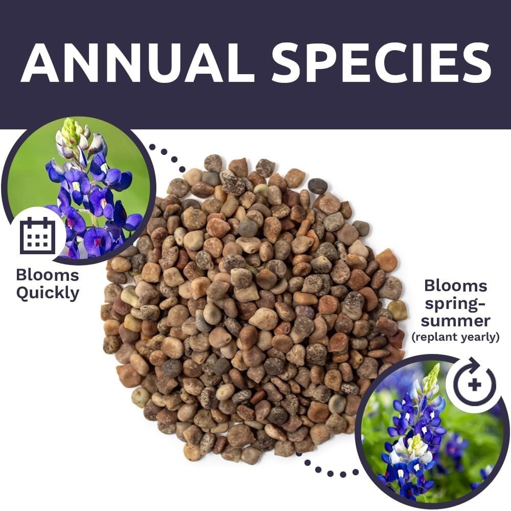 Texas Bluebonnet Seeds – Over 4,000 Native Seeds