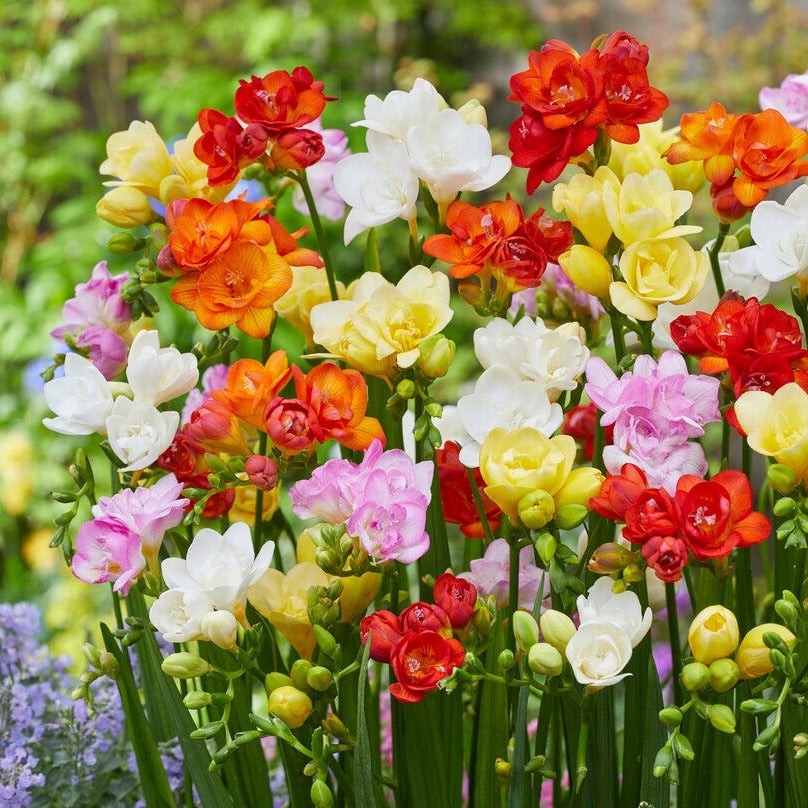Easy to Grow Freesia Doubles Mix 15 Plant Bulbs, Spring Flowers Zones 9-11