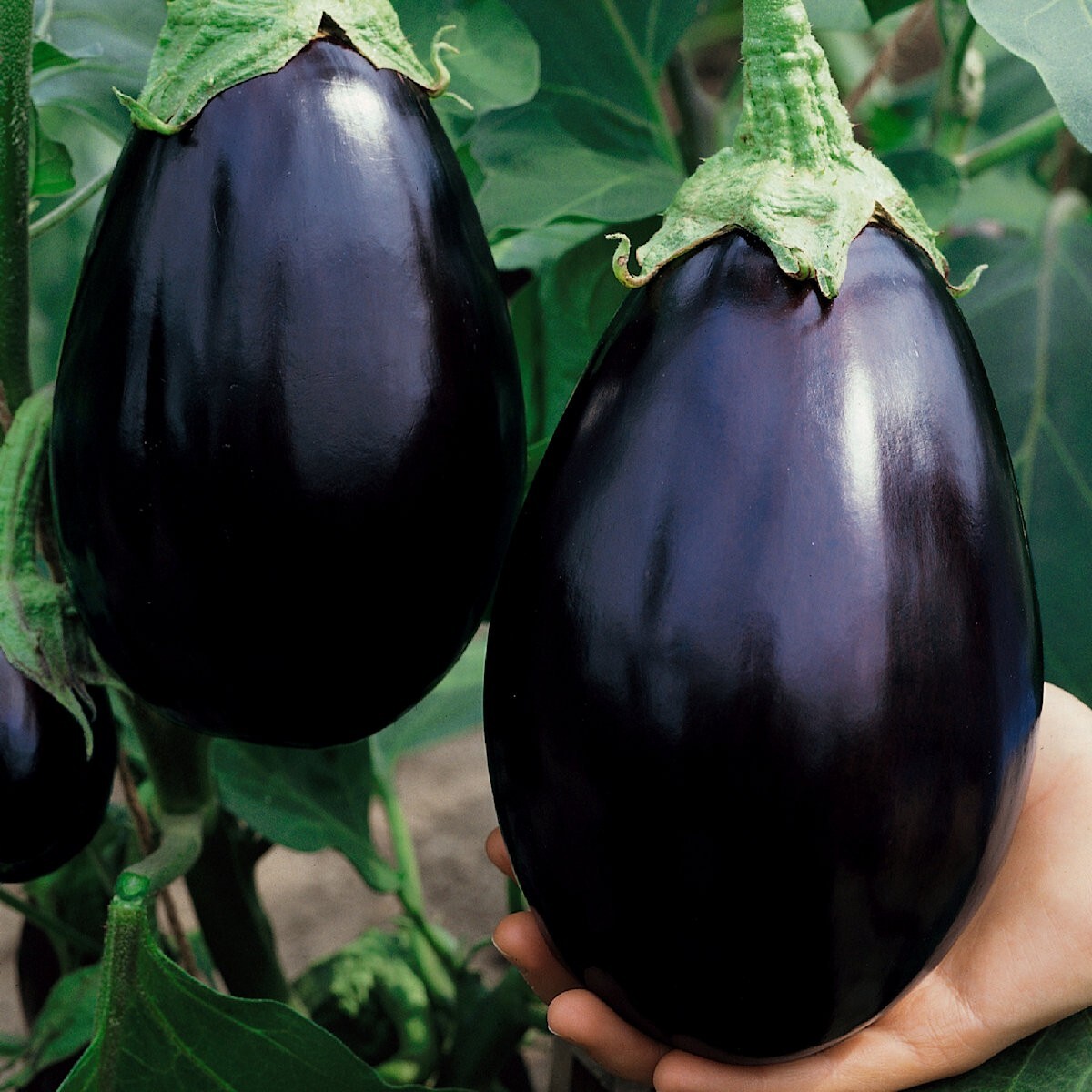 250 Black Beauty Eggplant Seeds – Everwilde Farms Mylar Seed Packet