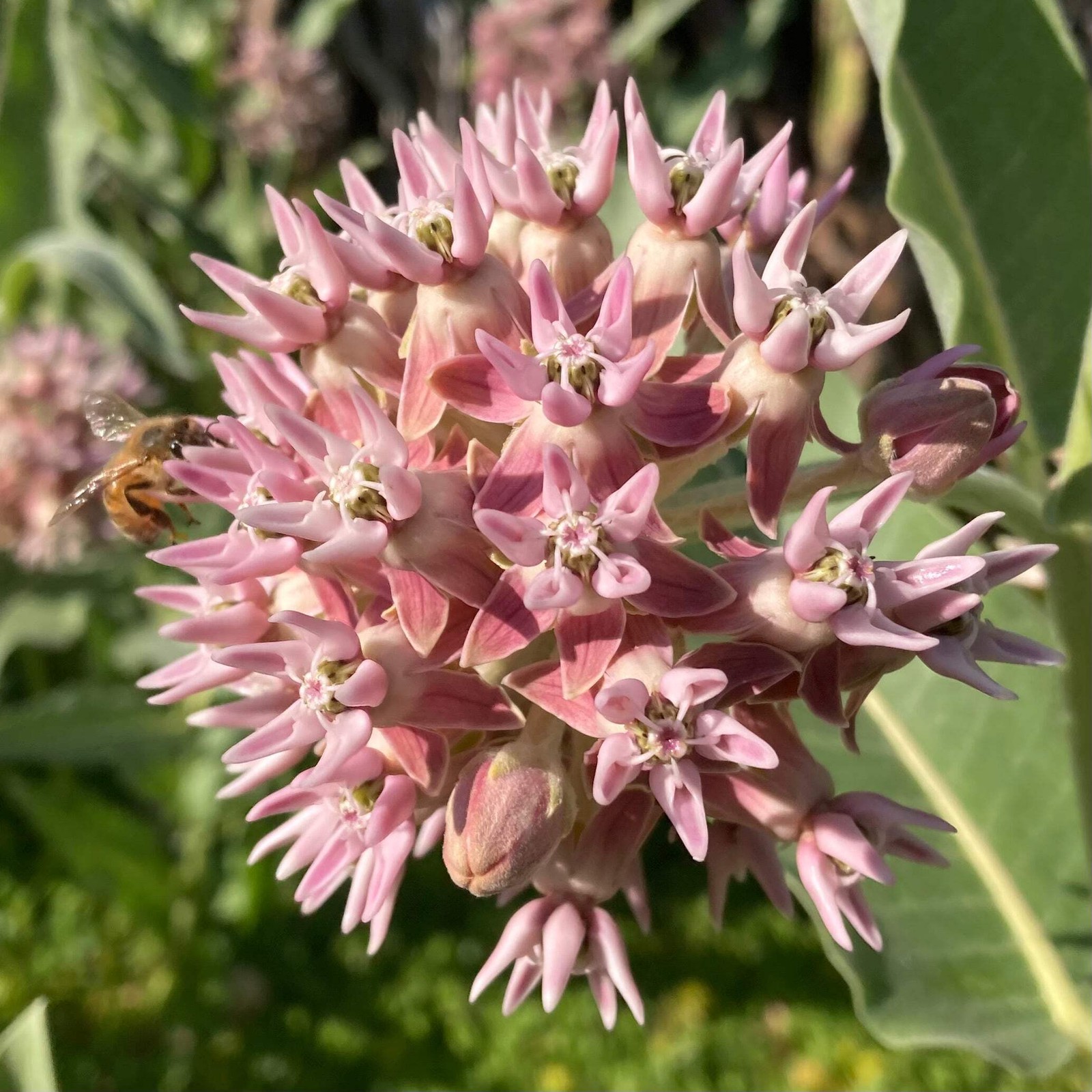 Showy Milkweed Seeds (Asclepias speciosa) ~Native Wildflower Pollinator Garden