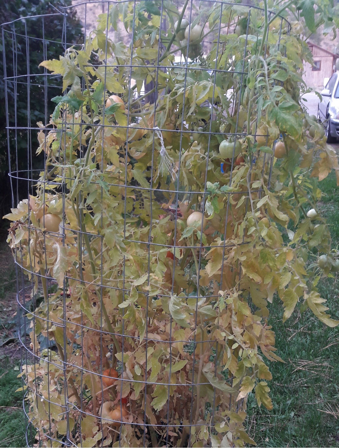 Livingston’s Lutescent, or “Honor Bright” tomato RARE HEIRLOOM 10 Seeds