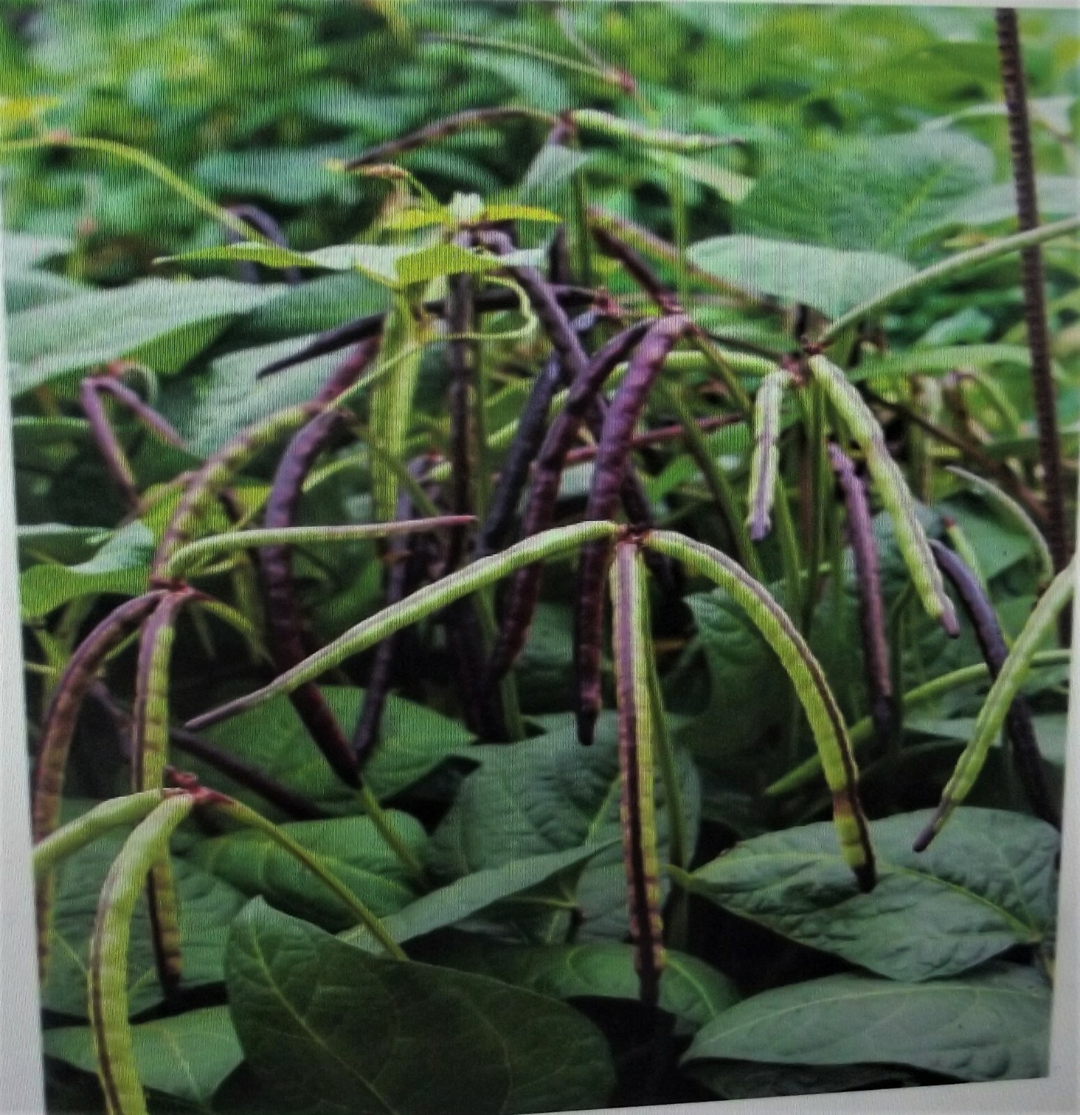 1000+ seed 1/2 lb Top Pick Pinkeye Purple Hull Peas Cow Pea Germ: 80%