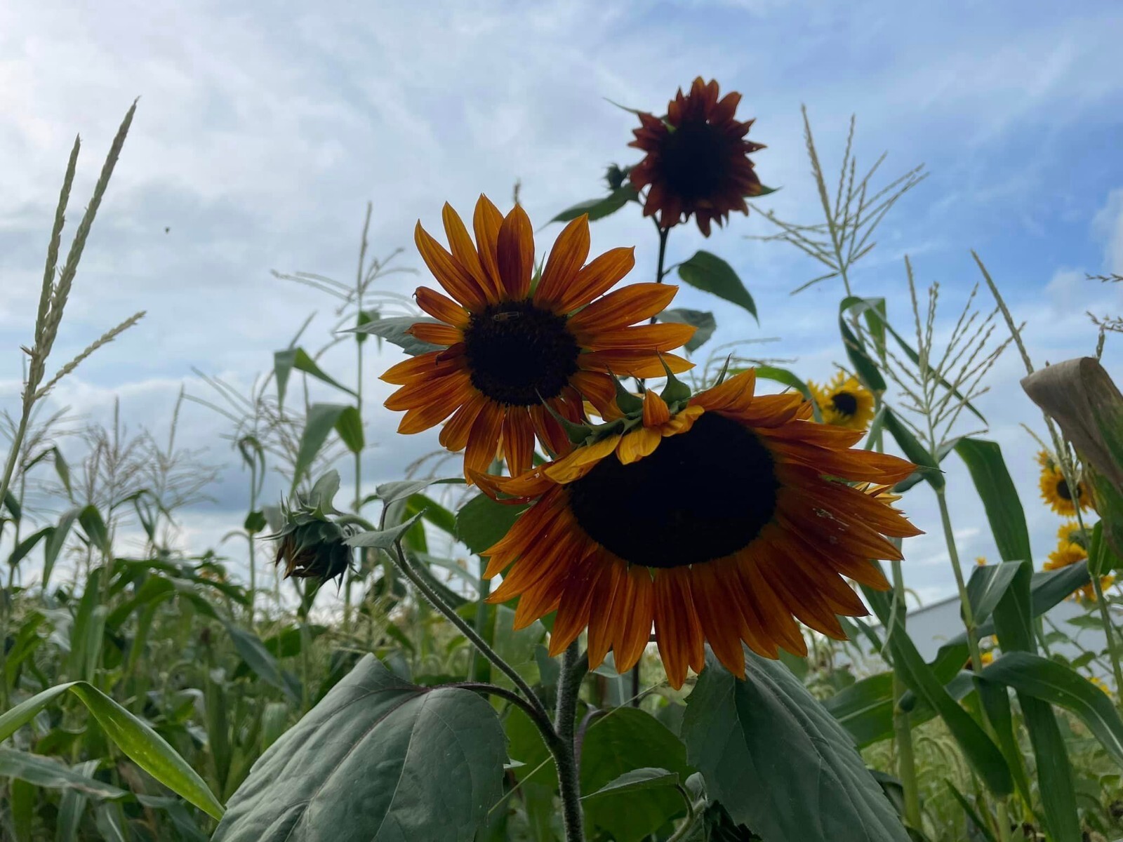 100+ Organic Heirloom Sunflower Seeds For Planting Multiple Colors Free Shipping