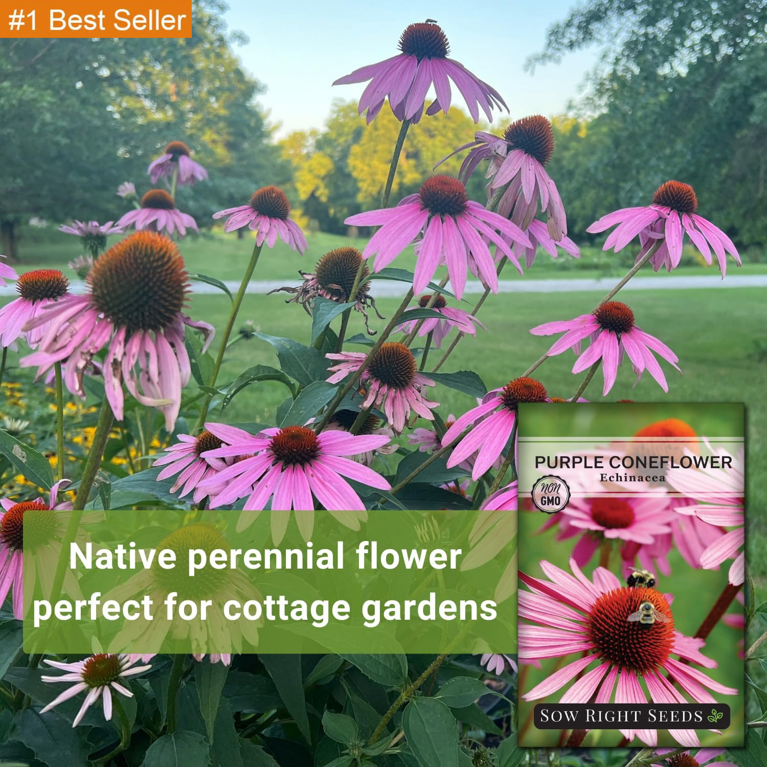 Sow Right Seeds – Purple Coneflower/Echinacea Flower Seeds for Planting – Non-Gm