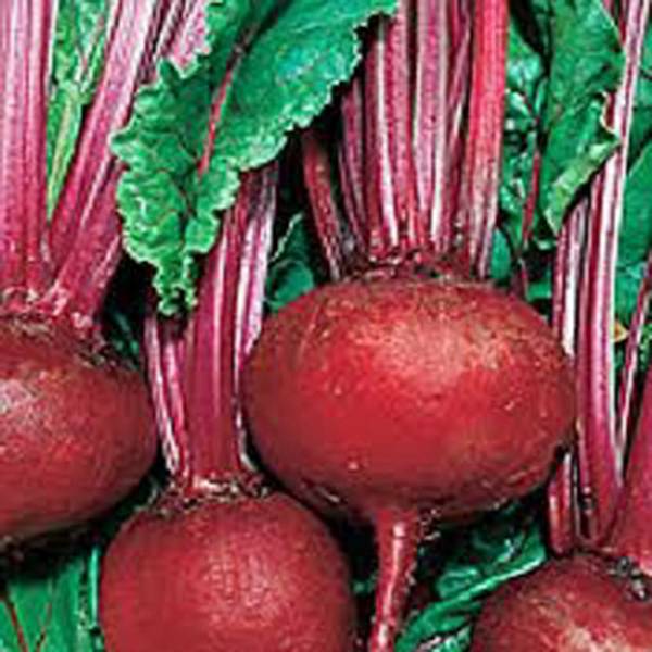 BEET SEED, DETROIT DARK RED, HEIRLOOM, NON GMO, 100 SEEDS, SWEET BEETS