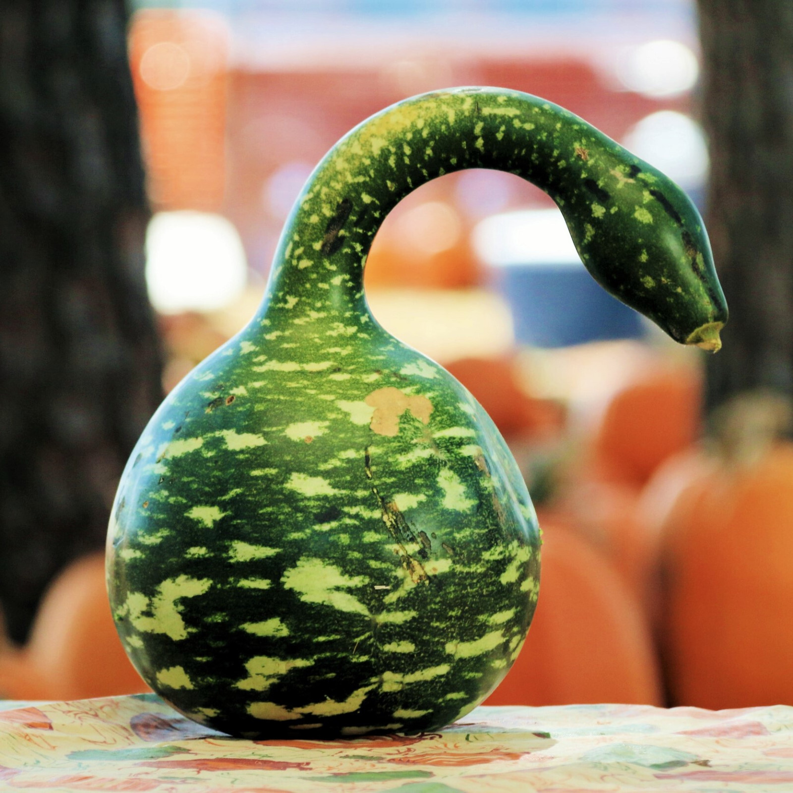 Speckled Swan Gourd Seeds | Ornamental Squash Apple Dipper Bottle Bird Seed 2024