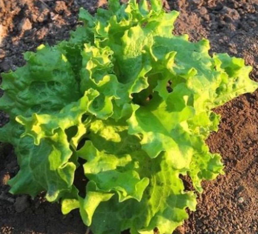 400 Organic Grand Rapids Leaf Lettuce Fresh Seeds, Slow-Bolting, Ohio 2026 🇺🇸