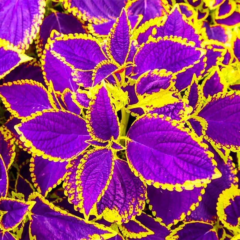 130 PCS Coleus Plant Seeds – Mixed Color Ornamental Foliage, Fast Growing, Gr…