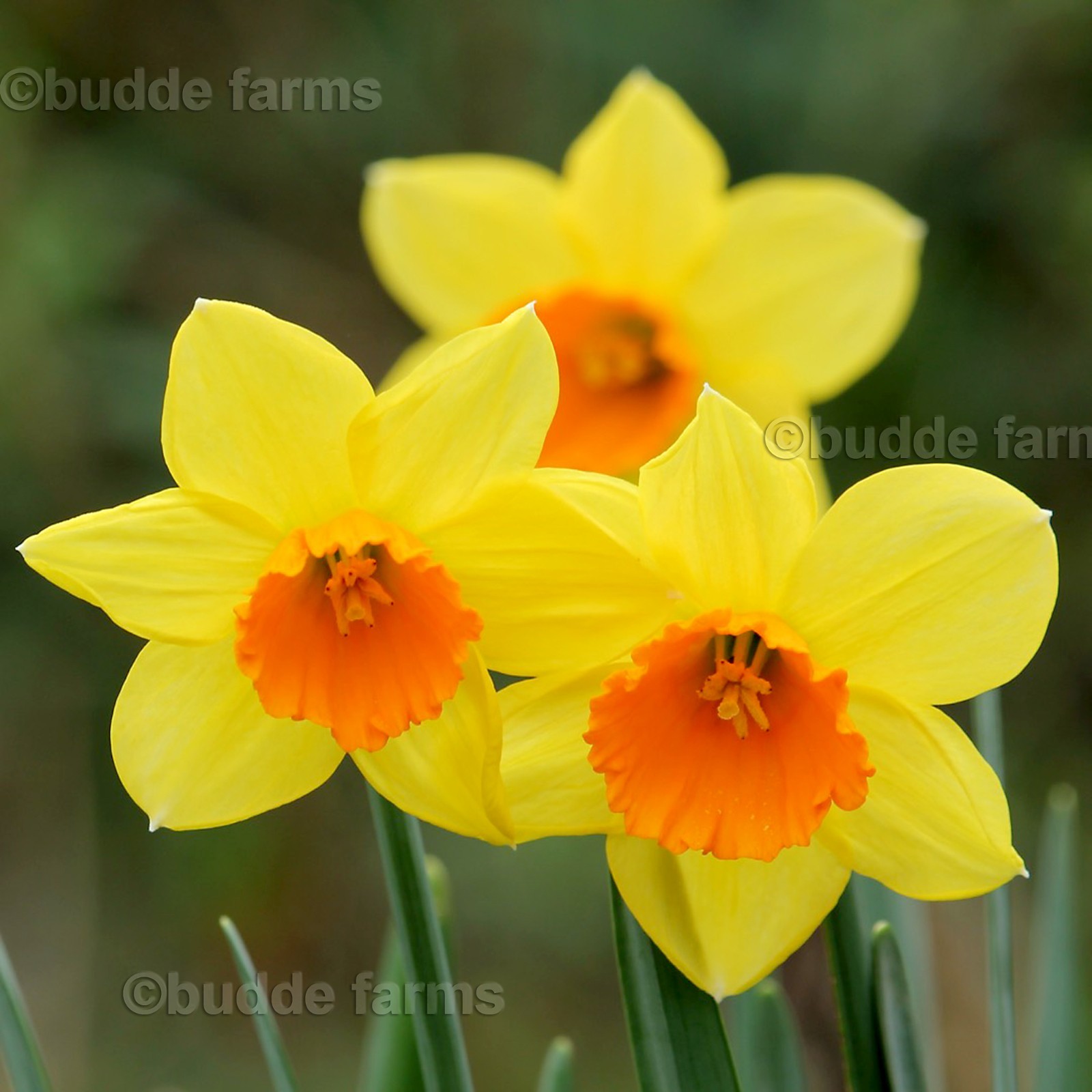 (10-PACK) Daffodil bulbs – Trumpet Mix; Red-Devon or similar *SPRING BLOOMS*