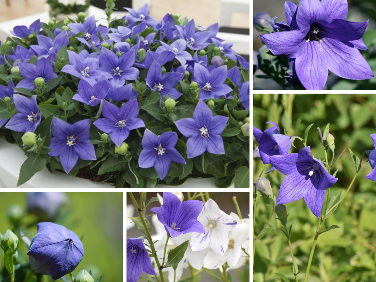 60 seeds| Blue Balloon Flower (Platycodon grandiflorus) Herb seeds #6005